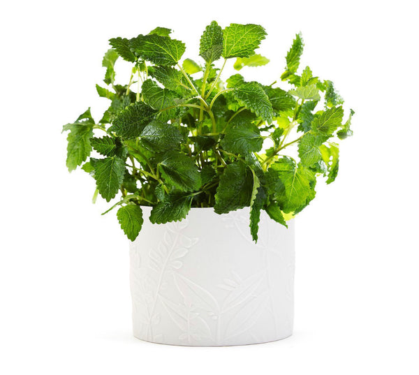 Herbs Dish Towel in Herb Pattern Planter