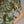 Olive Floral print Mini Dress Featuring Self-Tie Waist at Back