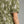 Olive Floral Puff Sleeve Mini Dress