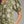 Olive Floral Puff Sleeve Mini Dress