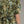 Olive Floral print Mini Dress Featuring Self-Tie Waist at Back