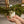 Frasier Fir® Pine Needle Candle