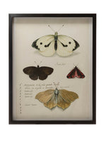 Wood Framed Wall Decor with Insects, 3 Styles